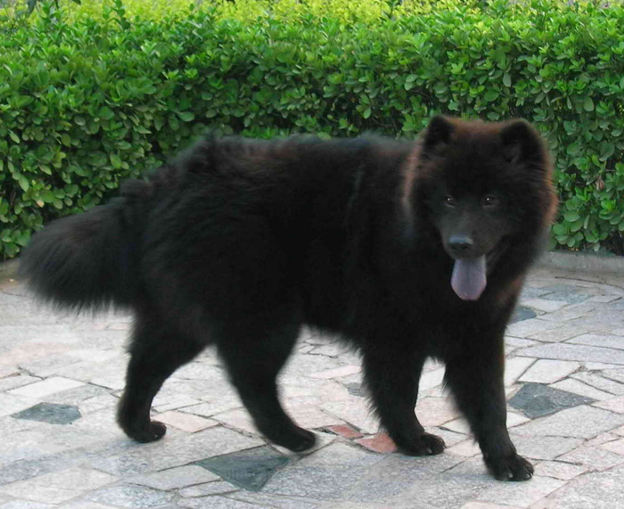 萨摩耶犬黑色的可爱的视频