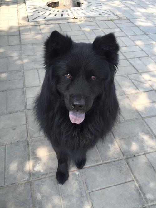 萨摩耶犬黑色的图片